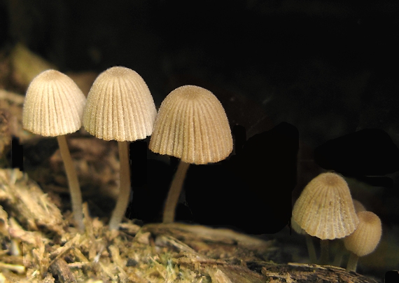 hnojník rozsiaty Coprinellus disseminatus (Pers.) J.E. Lange