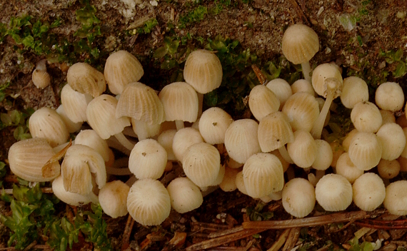 hnojník rozsiaty Coprinellus disseminatus (Pers.) J.E. Lange