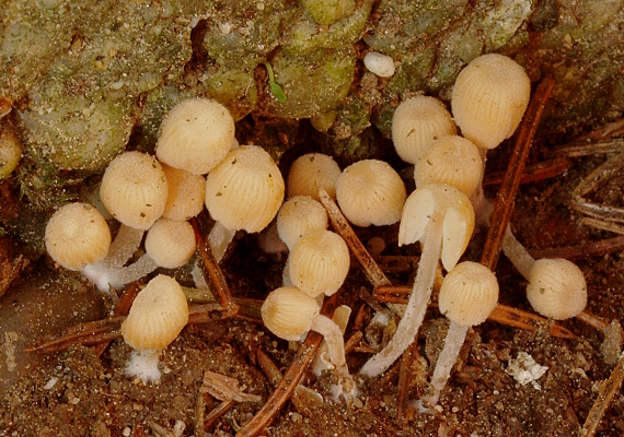 hnojník rozsiaty Coprinellus disseminatus (Pers.) J.E. Lange