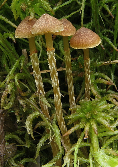 kapucňovka močiarna Galerina paludosa (Fr.) Kühner