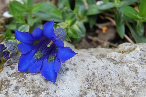 horec clusiov Gentiana clusii Perr. et Songeon