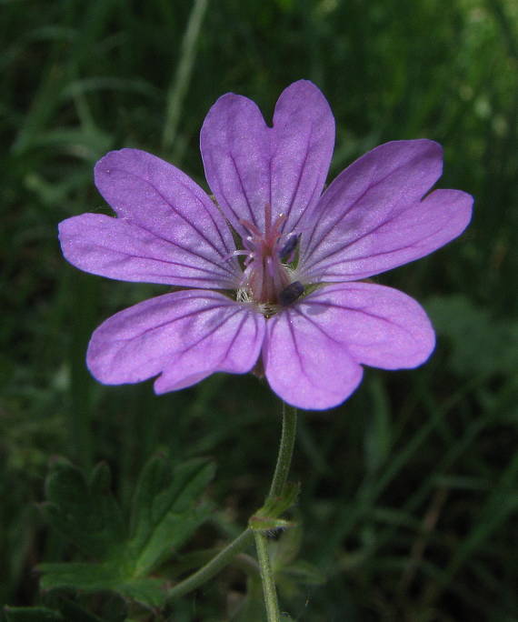 pakost pyrenejský Geranium pyrenaicum