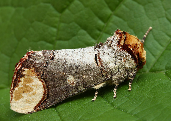 faléra lipová Phalera bucephala