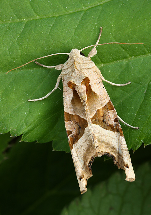 sivkavec mramorovaný Phlogophora meticulosa