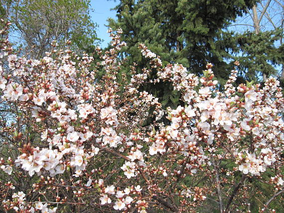 nanking (Manchu) cherry  Prunus tomentosa