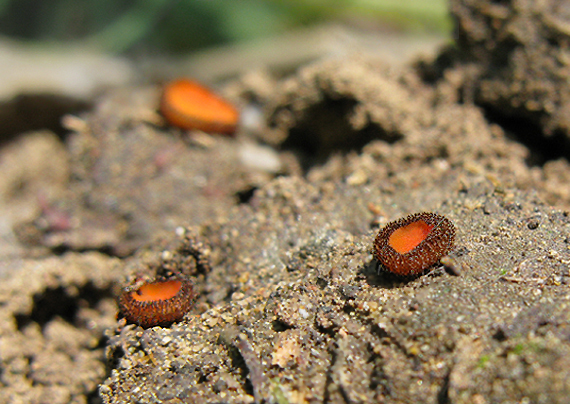 štítovnička Scutellinia sp.