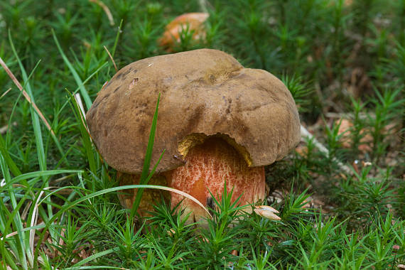 hríb zrnitohlúbikový Sutorius luridiformis (Rostk.) G. Wu & Zhu L. Yang