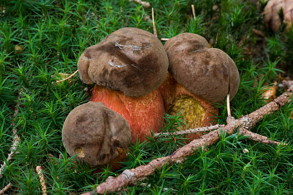 hríb zrnitohlúbikový Sutorius luridiformis (Rostk.) G. Wu & Zhu L. Yang