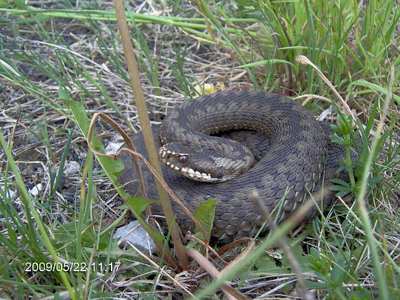 vretenica severná Vipera berus