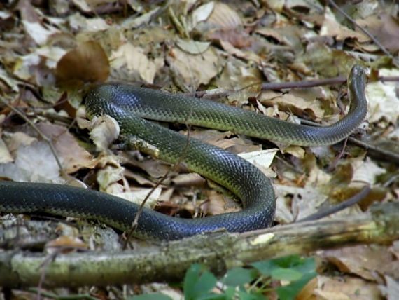 užovka stromová Zamenis longissimus