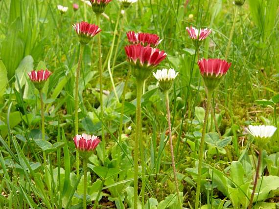 sedmikráska chudobka Bellis perennis L.