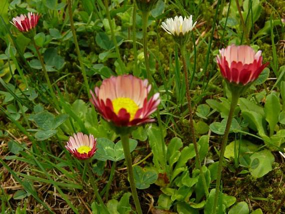 sedmikráska chudobka Bellis perennis L.