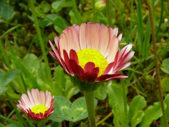 sedmikráska chudobka Bellis perennis L.