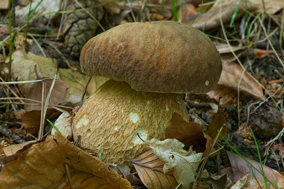 hríb dubový Boletus reticulatus Schaeff.