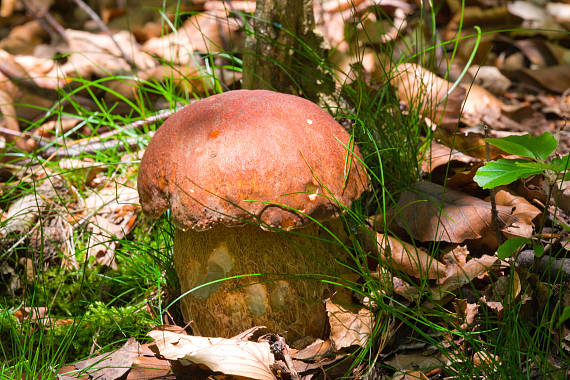 hríb dubový Boletus reticulatus Schaeff.