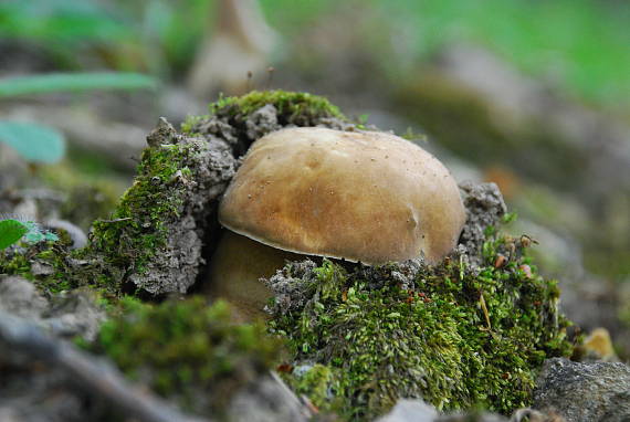 hríb dubový Boletus reticulatus Schaeff.