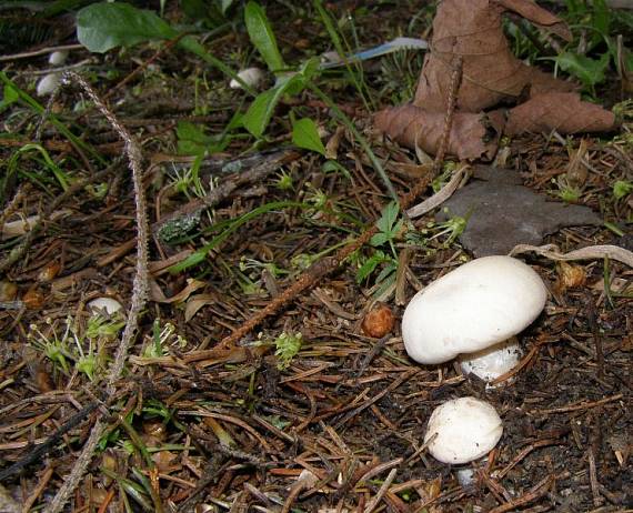 čírovnica májová Calocybe gambosa (Fr.) Donk