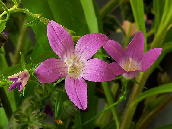 zvonček konáristý Campanula patula L.