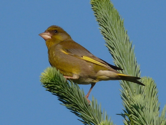 stehlík zelený Carduelis chloris