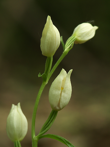 prilbovka biela Cephalanthera damasonium (Mill.) Druce