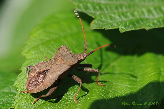 obrúbnica štiavová Coreus marginatus