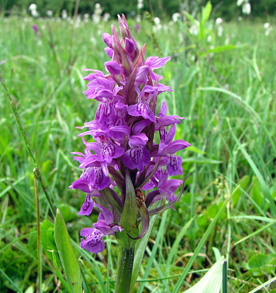 vstavačovec májový - prstnatec májový  Dactylorhiza majalis