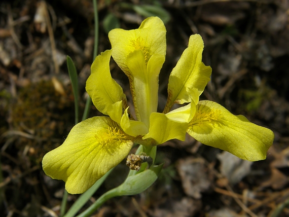 kosatec piesočný Iris arenaria Waldst. et Kit.