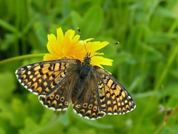 hnedáčik mriežkovaný Melitaea cinxia Linnaeus, 1758