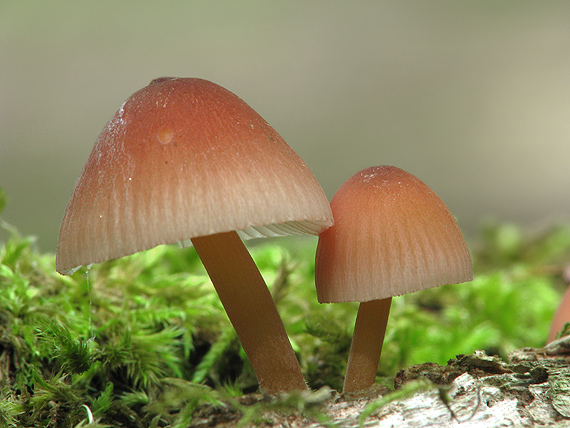 prilbička žltohlúbiková Mycena renati Quél.