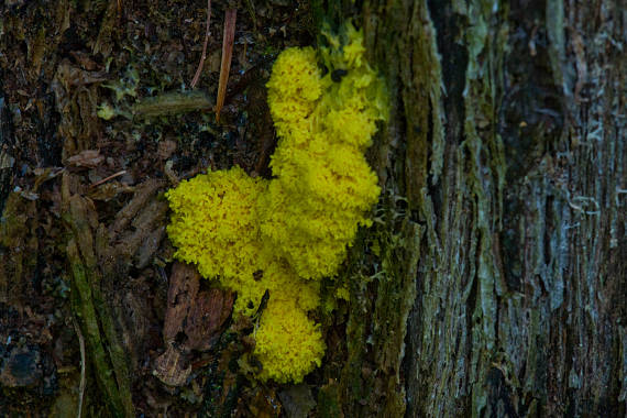 slizovka  Myxomycetes