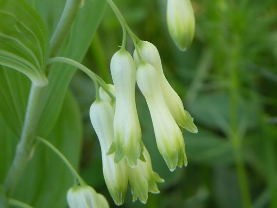 kokorík mnohokvetý Polygonatum multiflorum (L.) All.