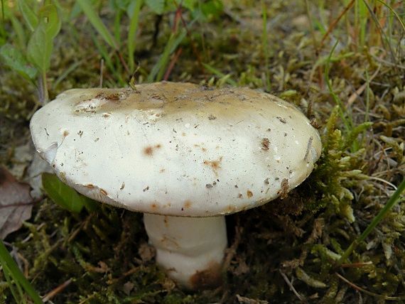 plávka belavá Russula delica Fr.