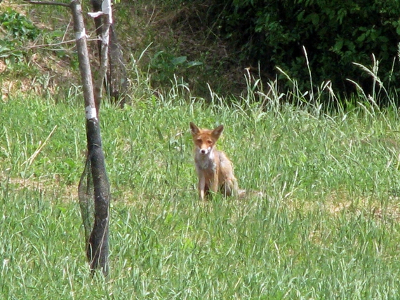 liška hrdzavá Vulpes vulpes