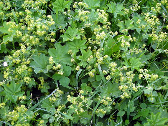 alchemilka  Alchemilla sp.