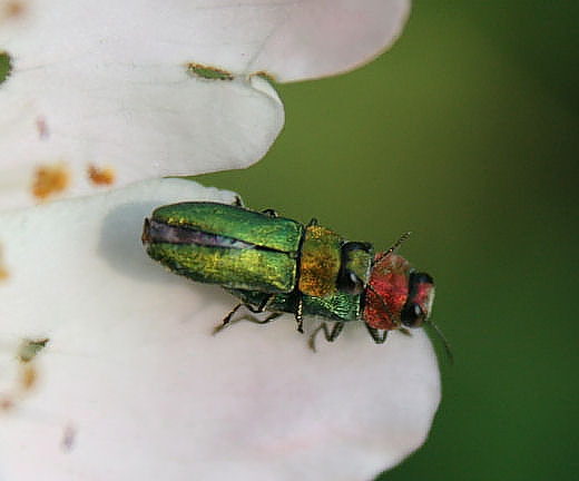 krasoň lesklý Anthaxia nitidula nitidula