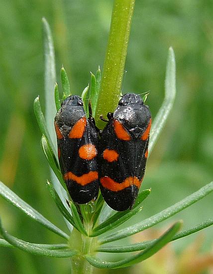 peniarka nižinná Cercopis sanguinolenta