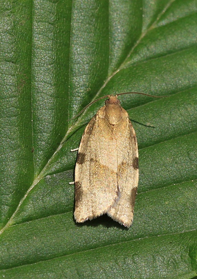 obaľovač Hebenstreitov Choristoneura hebenstreitella