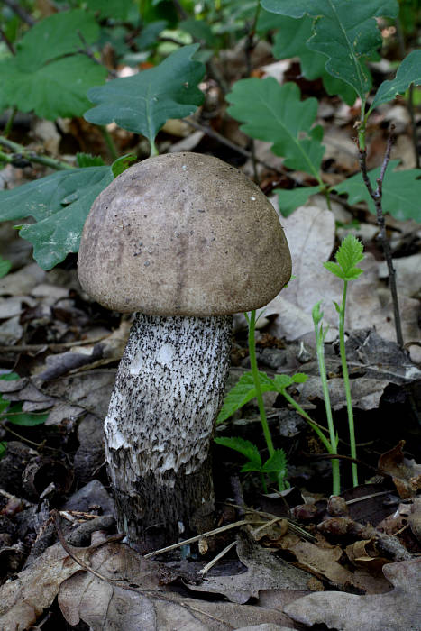 kozák topoľový Leccinum duriusculum (Schulzer ex Kalchbr.) Singer