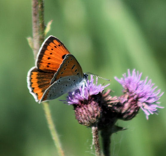 ohniváčik veľký Lycaena dispar