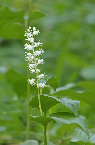 tôňovka dvojlistá Maianthemum bifolium (L.) F. W. Schmidt