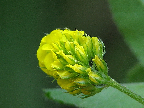 lucerna ďatelinová Medicago lupulina L.