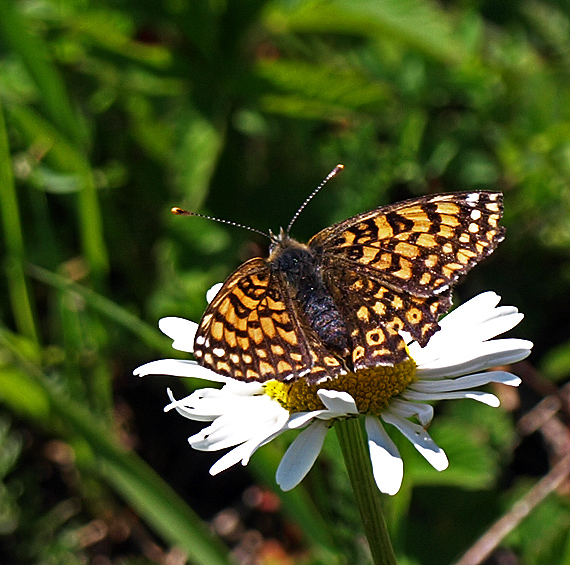 hnedáčik mriežkovaný Melitaea cinxia