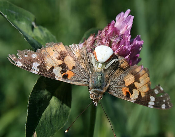 kvetárik dvojtvarý Misumena vatia