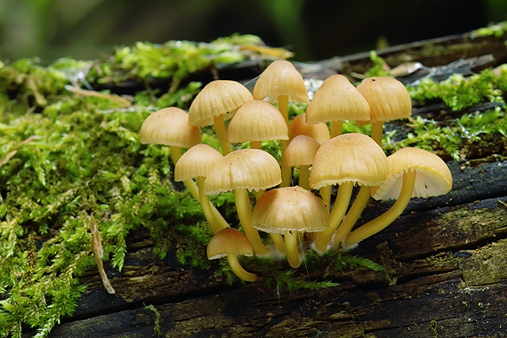 prilbička žltohlúbiková Mycena renati Quél.