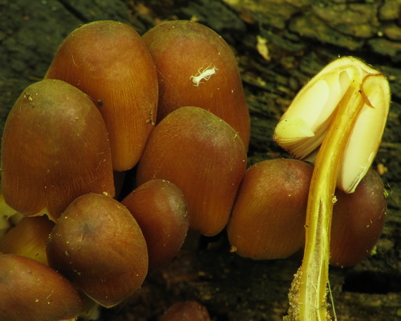 prilbička žltohlúbiková Mycena renati Quél.