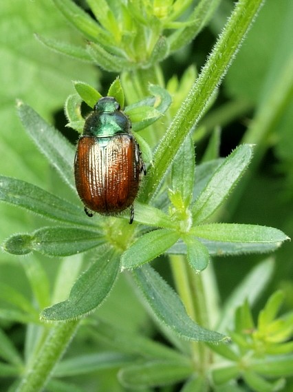 chrústovec záhradný Phyllopertha horticola