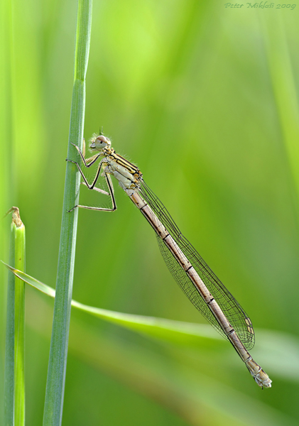 šidielko ploskonohé Platycnemis pennipes (Pallas, 1771)