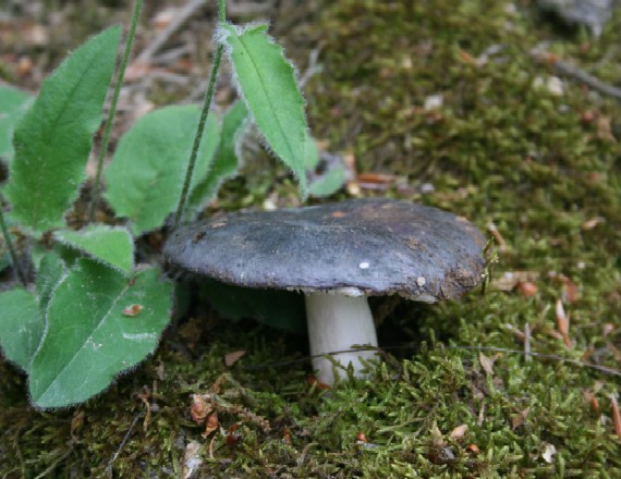 plávka modrozelená Russula parazurea Jul. Schäff.