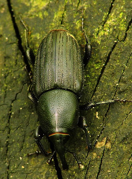 Sphenophorus abbreviatus (Fabricius, 1787)