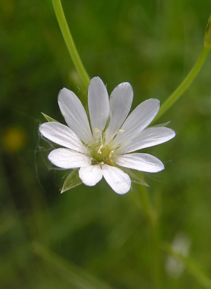 hviezdica močiarna - ptačinec bahenní Stellaria palustris Retz.